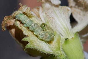 budworm.jpg